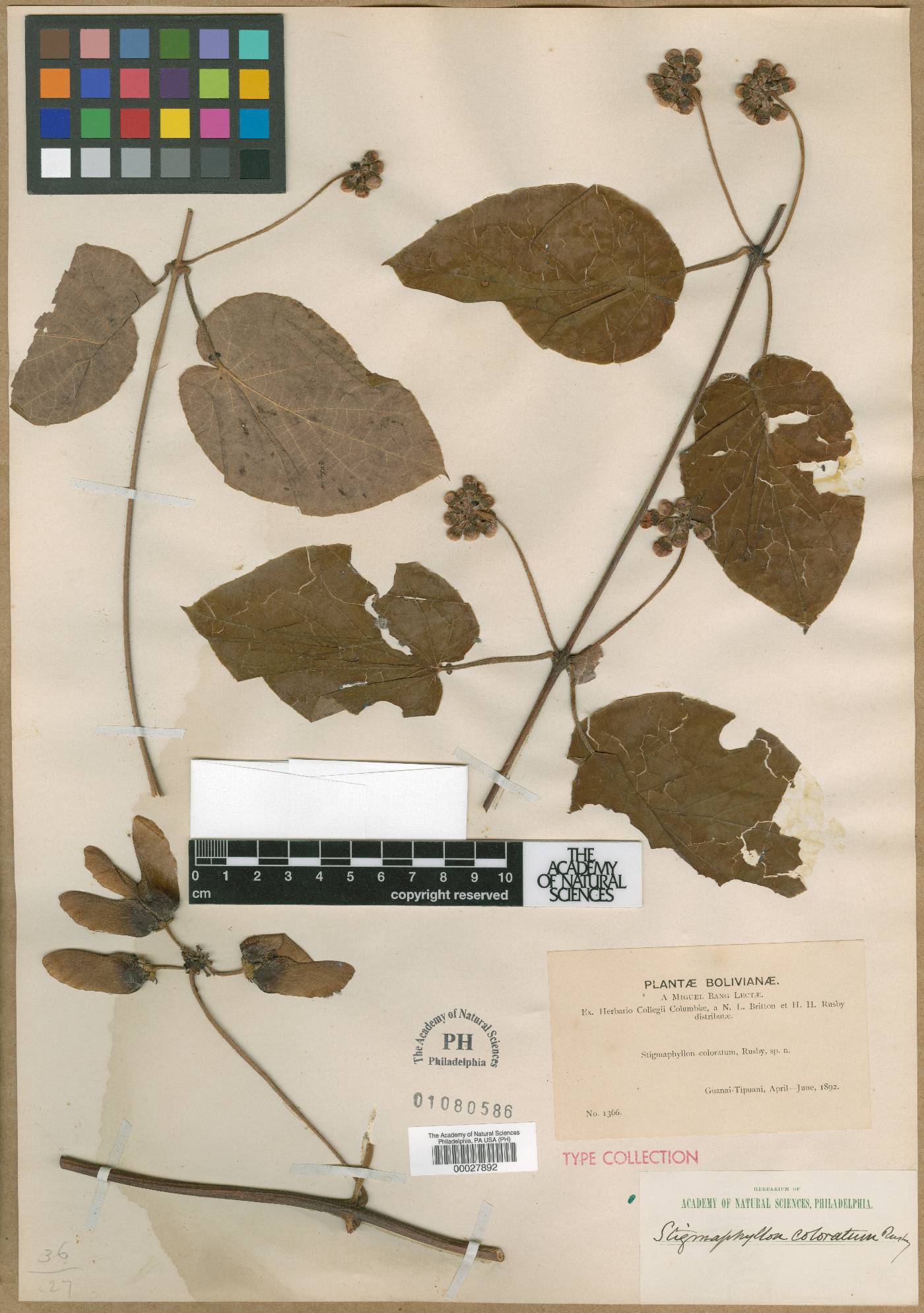 Stigmaphyllon coloratum image