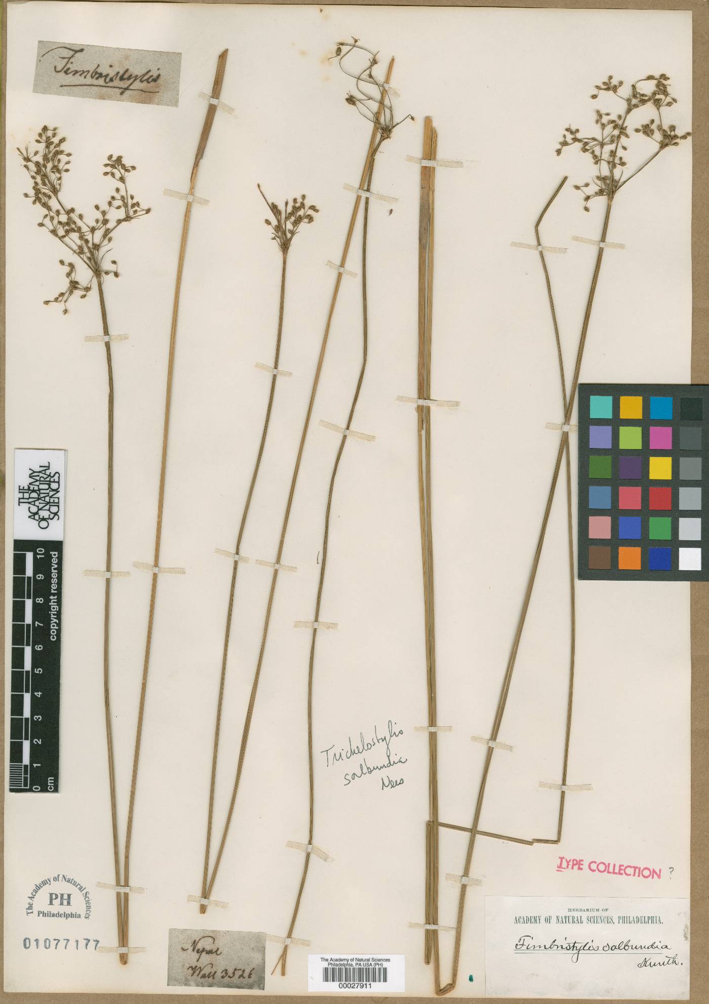 Fimbristylis salbundia image