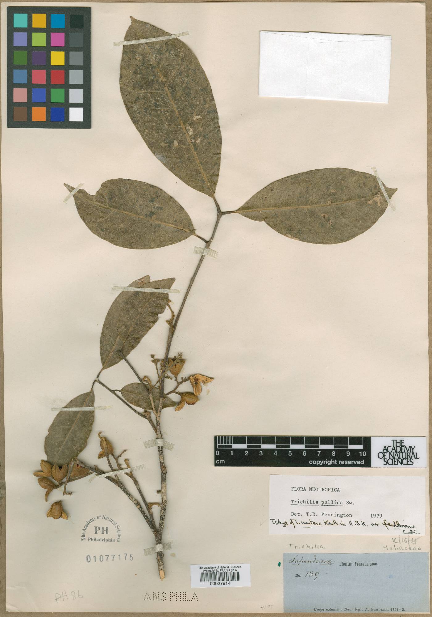 Trichilia montana var. fendleriana image