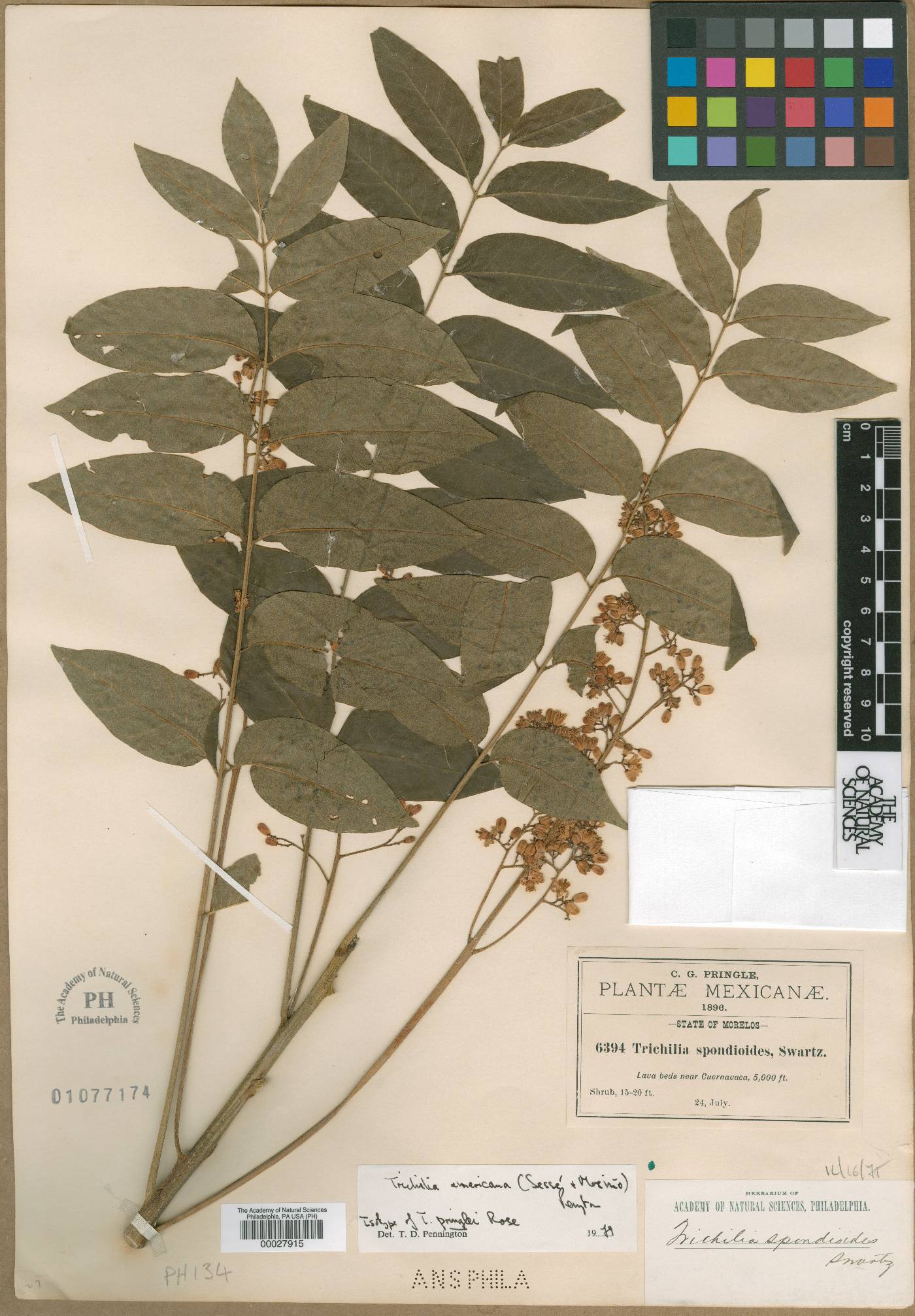Trichilia pringlei image