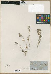 Ptilotus obovatus image