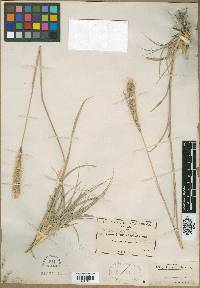 Trichloris pluriflora image