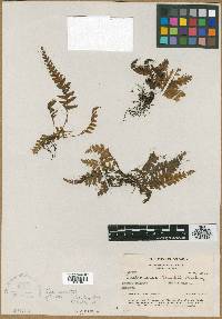 Media resource of Trichomanes killipii