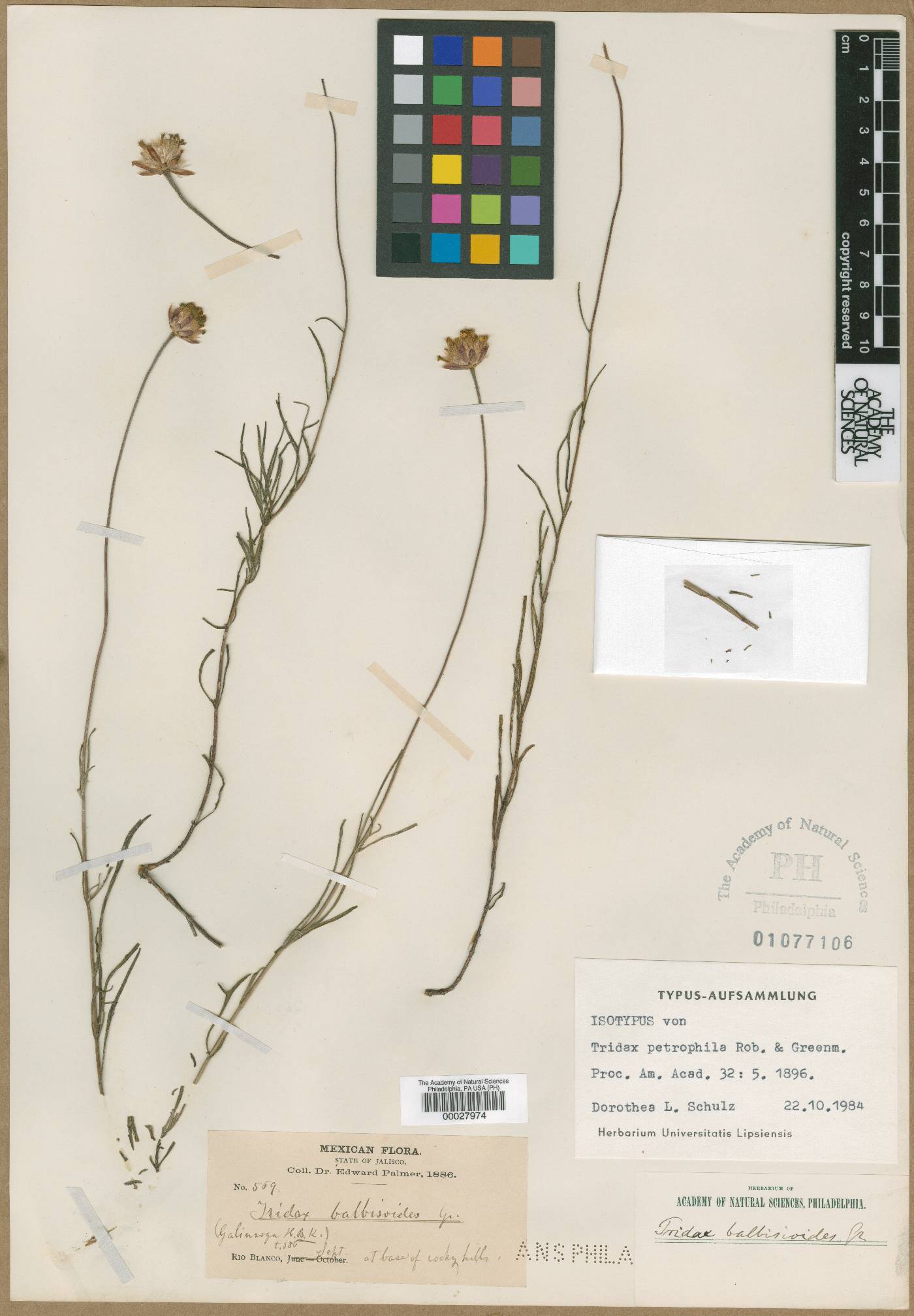 Tridax petrophila image