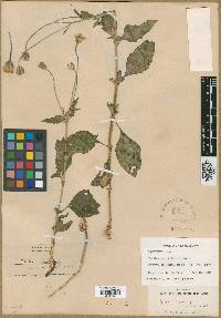 Tridax tenuifolia image