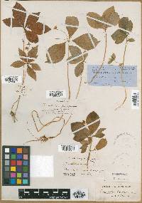 Trientalis borealis subsp. latifolia image