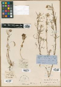 Image of Trifolium atropurpureum