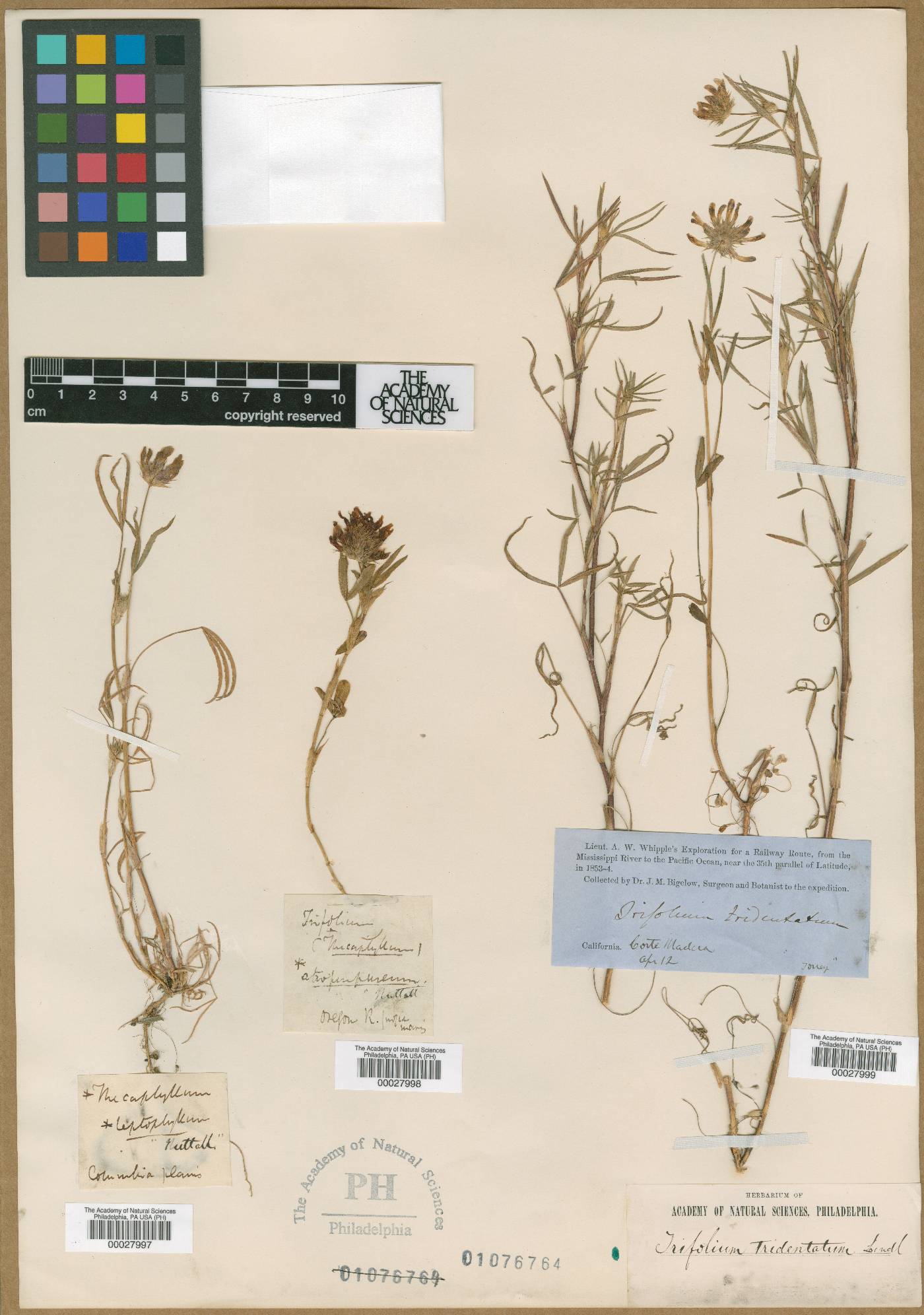 Trifolium atropurpureum image