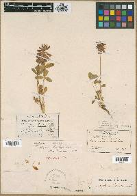 Trifolium brandegei image