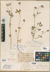 Trifolium ciliatum image