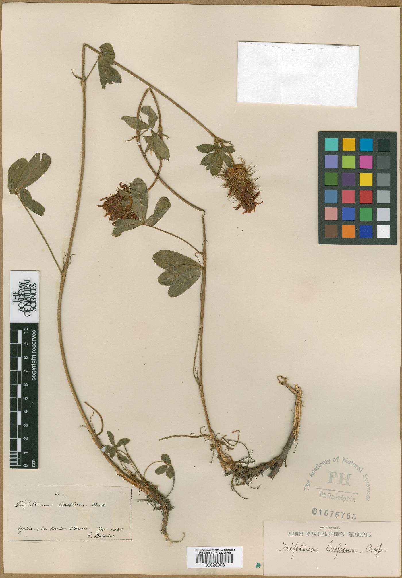 Trifolium caucasicum image