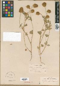 Trifolium columbinum image
