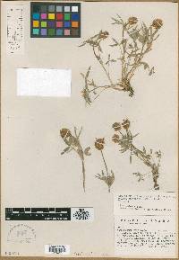Trifolium eriocephalum subsp. martinii image