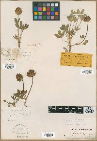 Trifolium parryi image