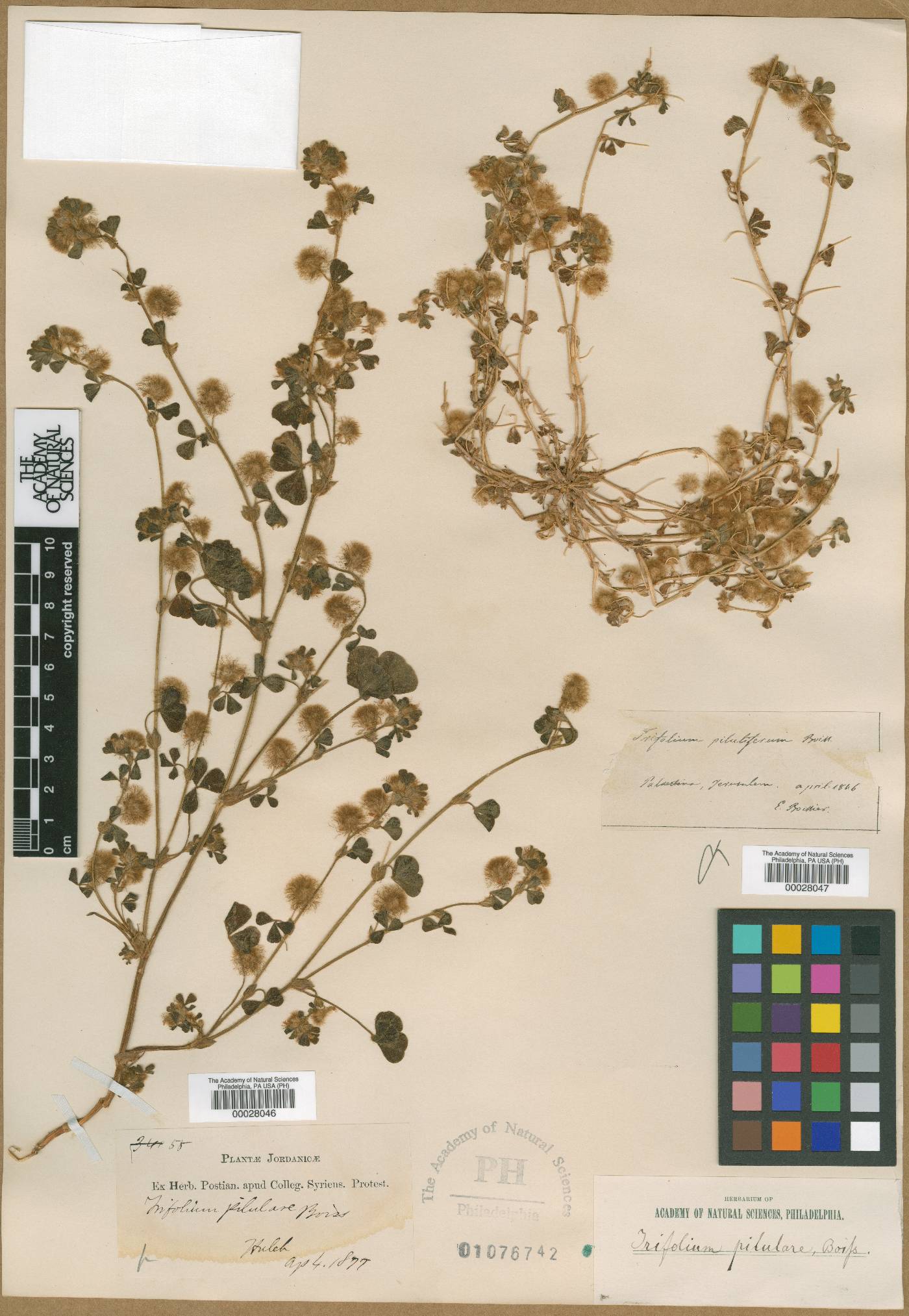 Trifolium pilulare image