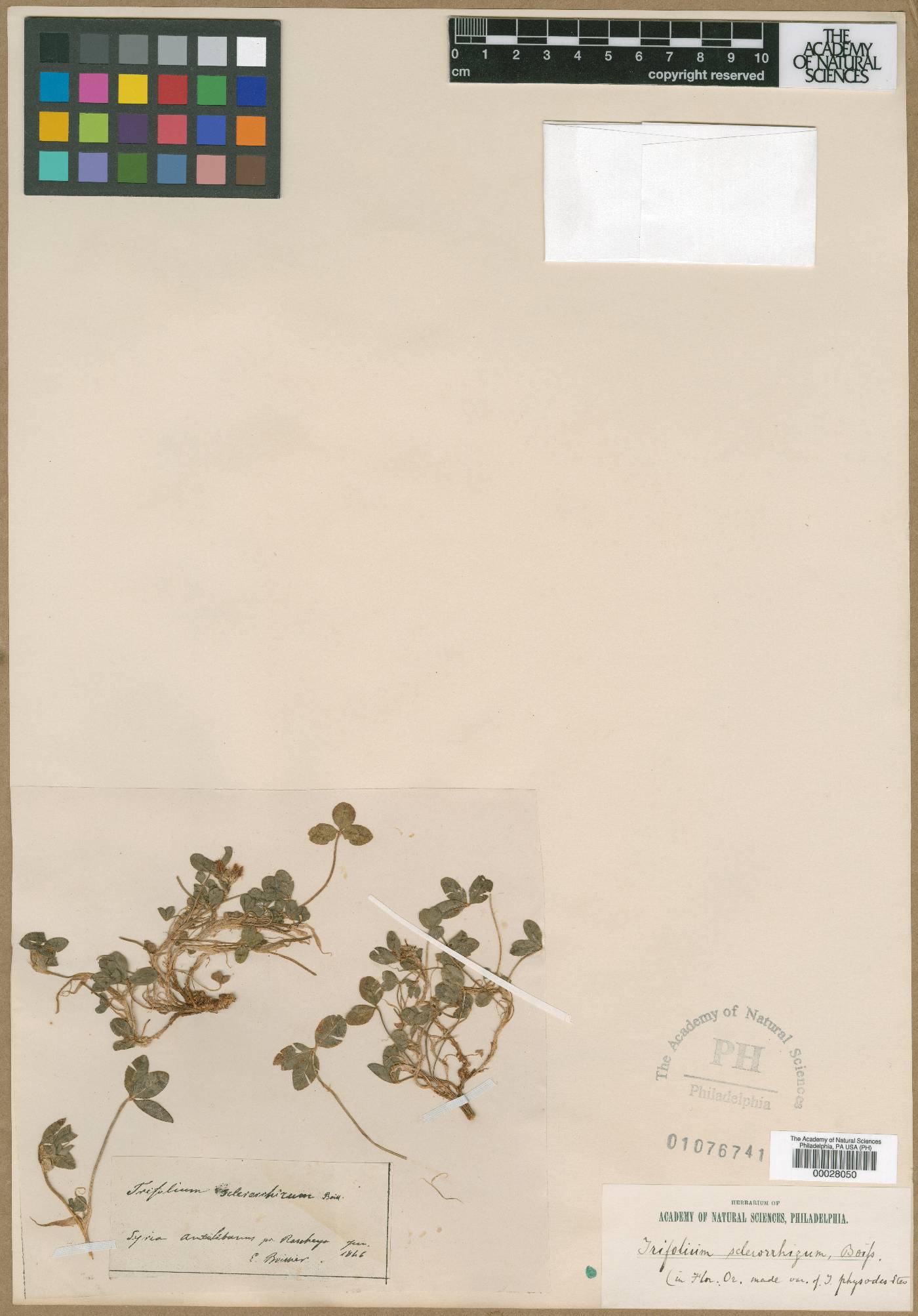 Trifolium physodes image