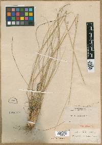 Stipa avenacioides image