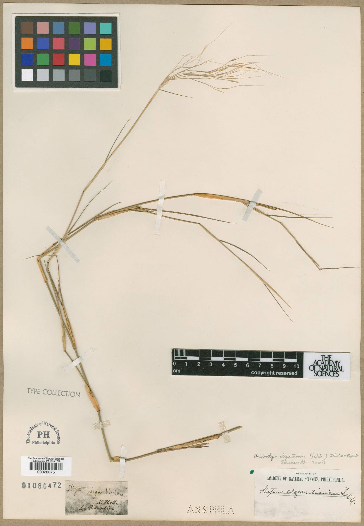 Stipa elegantissima image