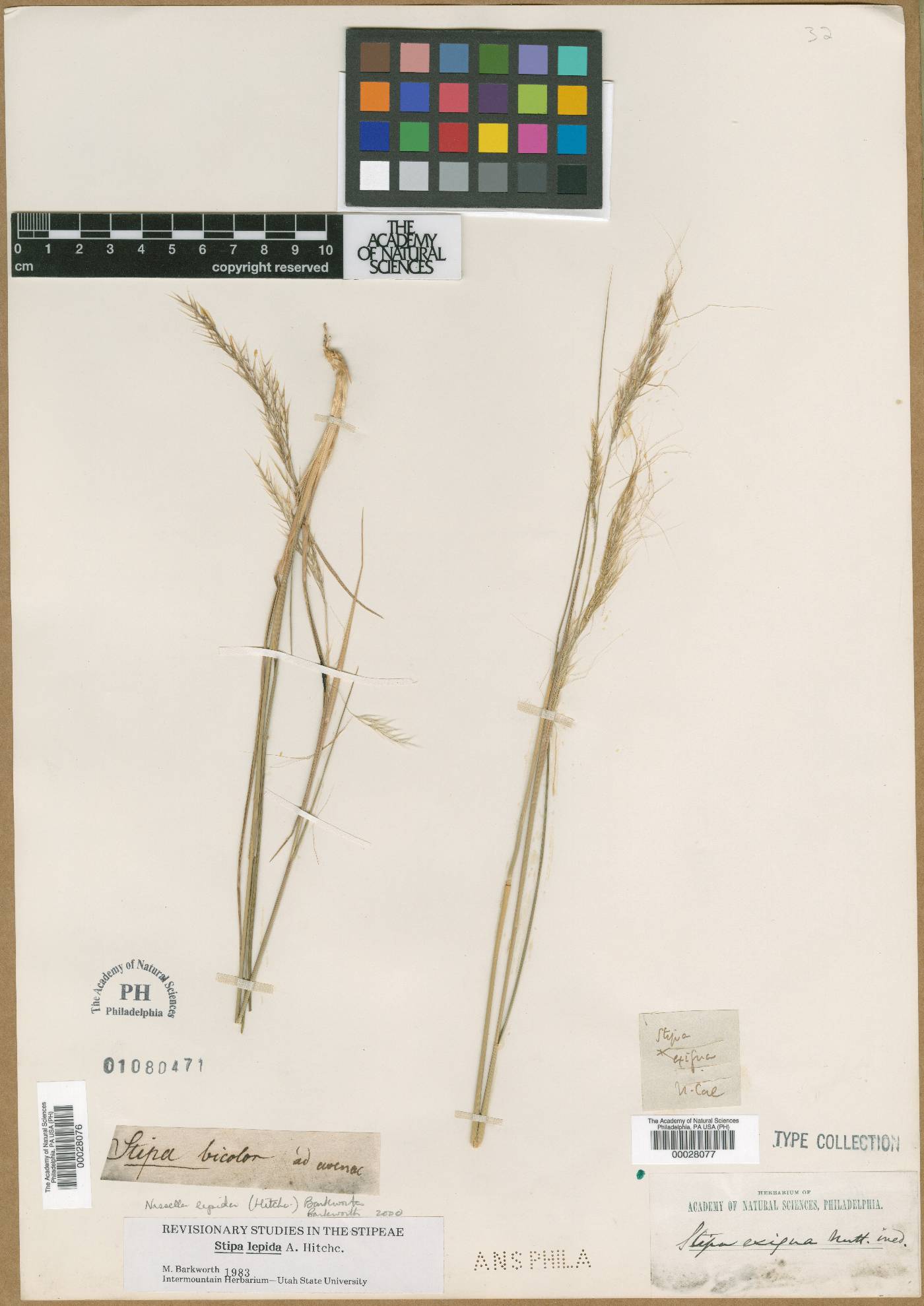 Stipa exigua image