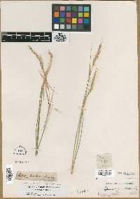 Stipa exigua image