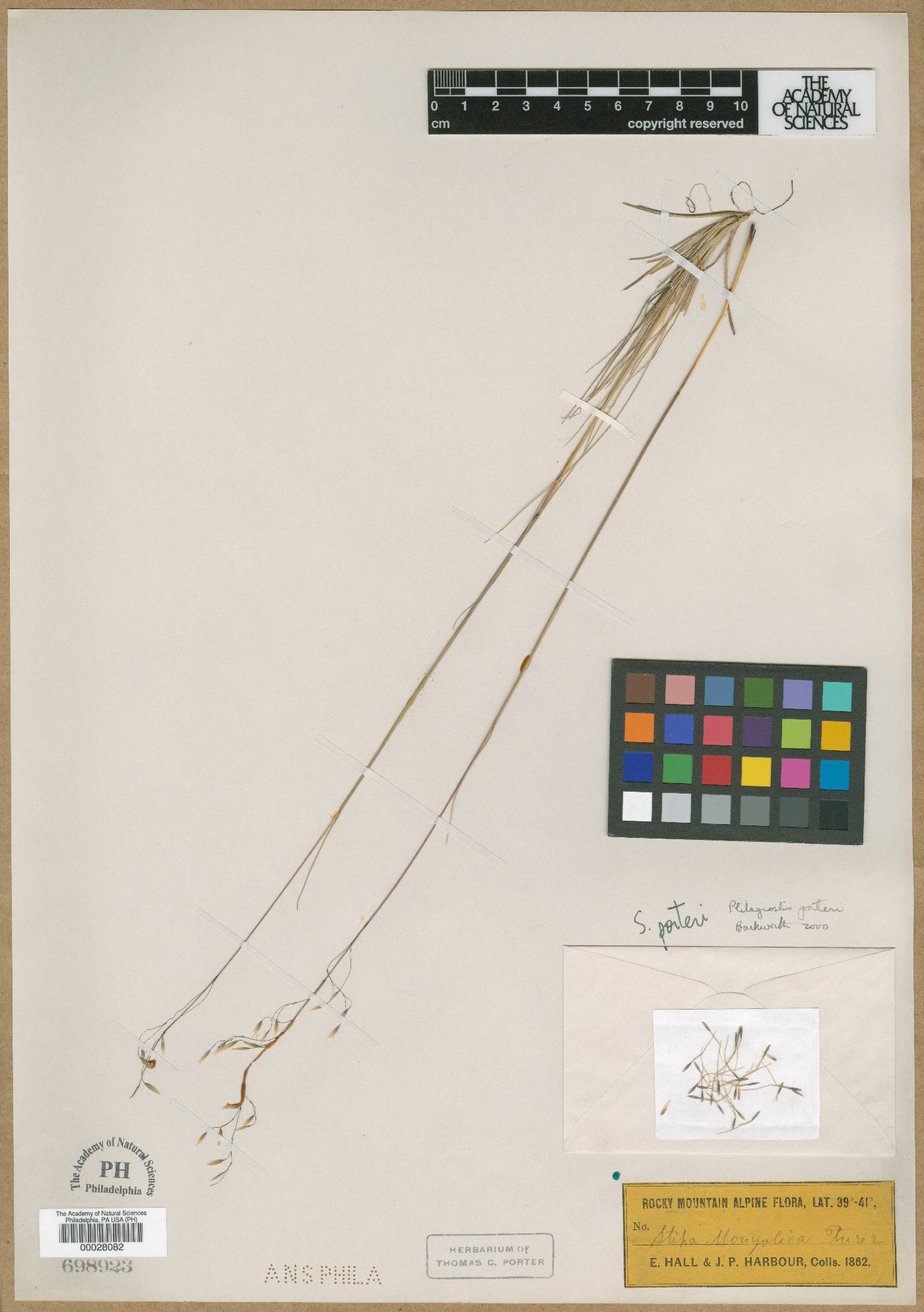 Stipa mongolica image