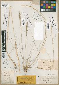 Stipa parviflora image