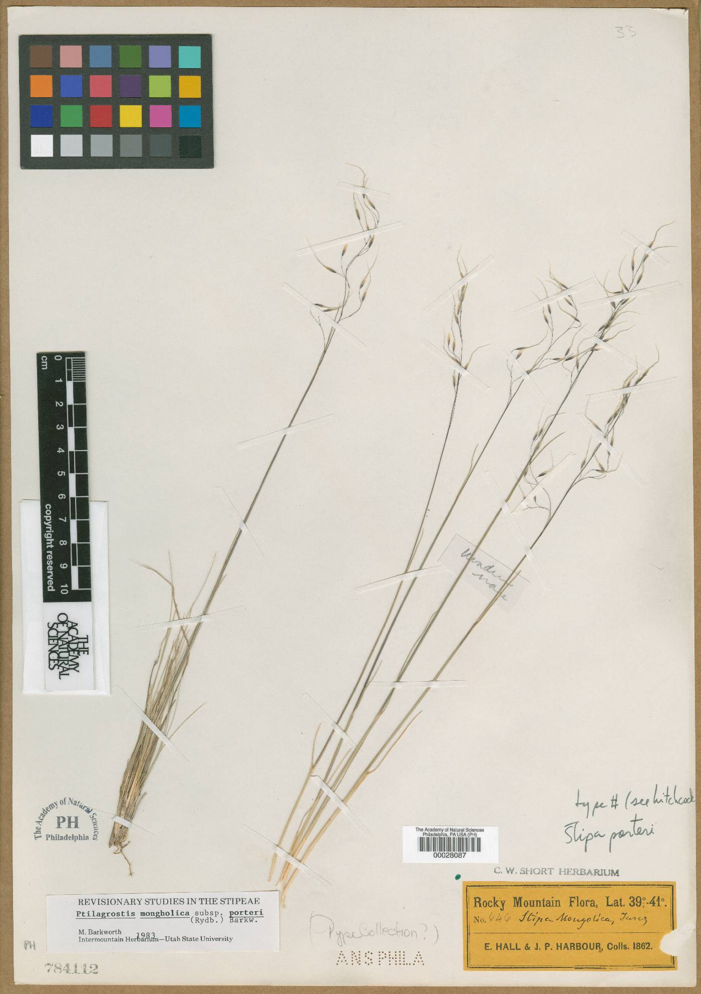 Ptilagrostis porteri image