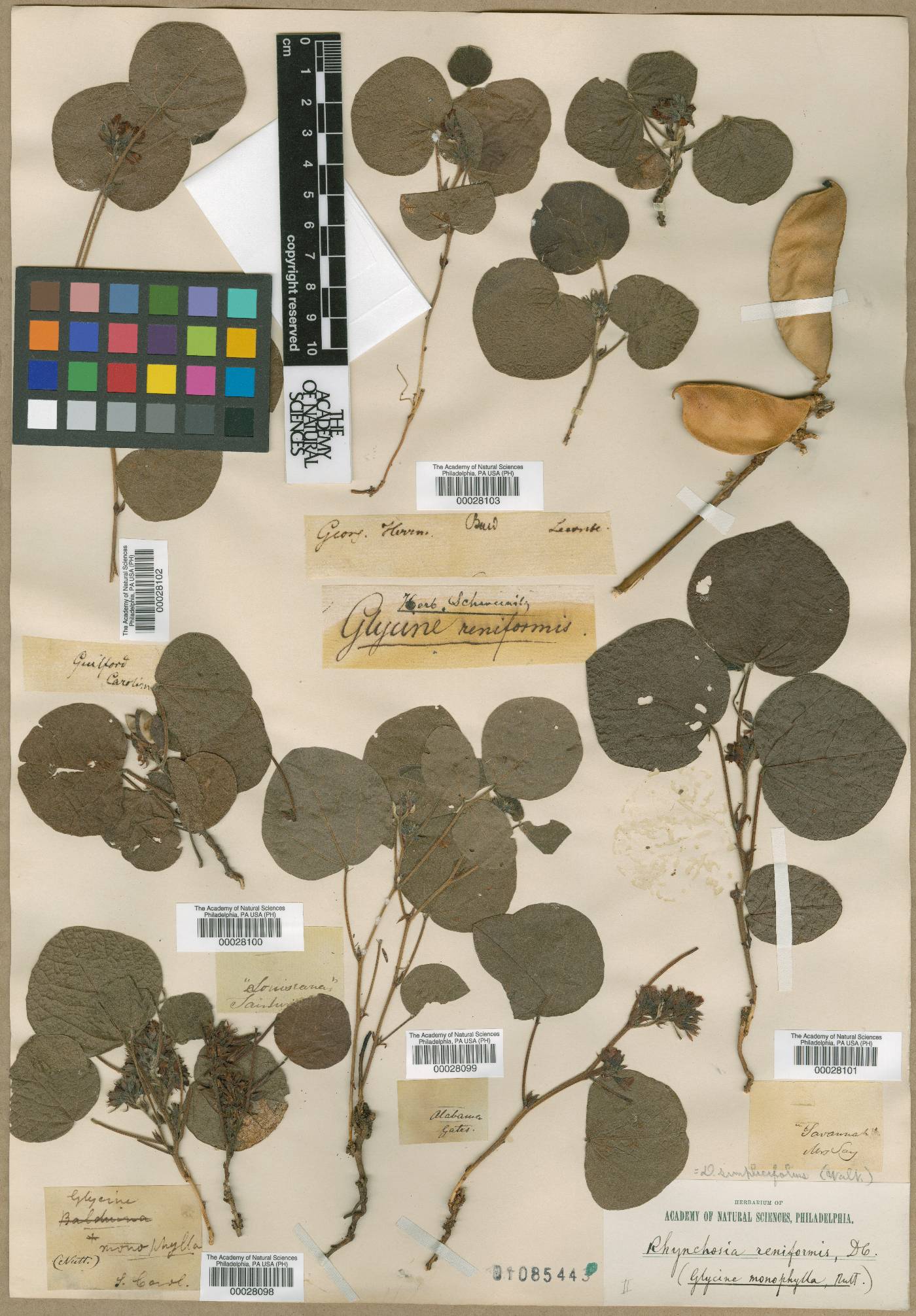 Glycine monophylla image