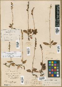 Goodyera reticulata image