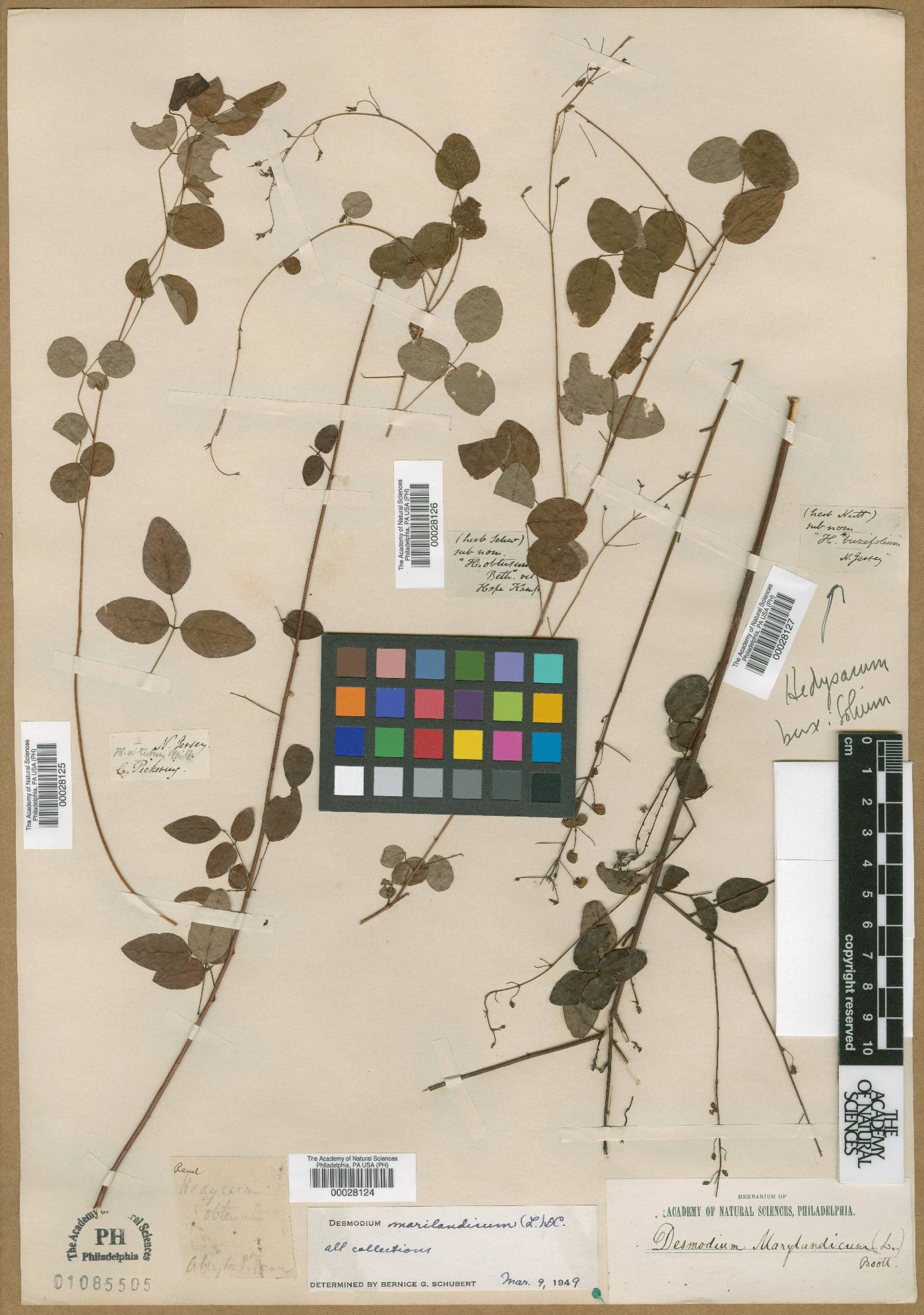 Hedysarum obtusum image