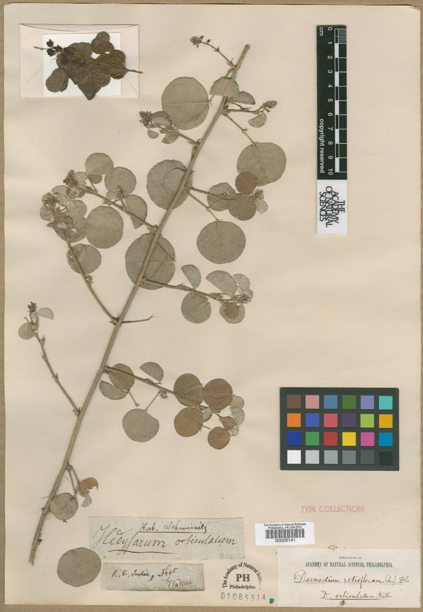 Hedysarum orbiculatum image
