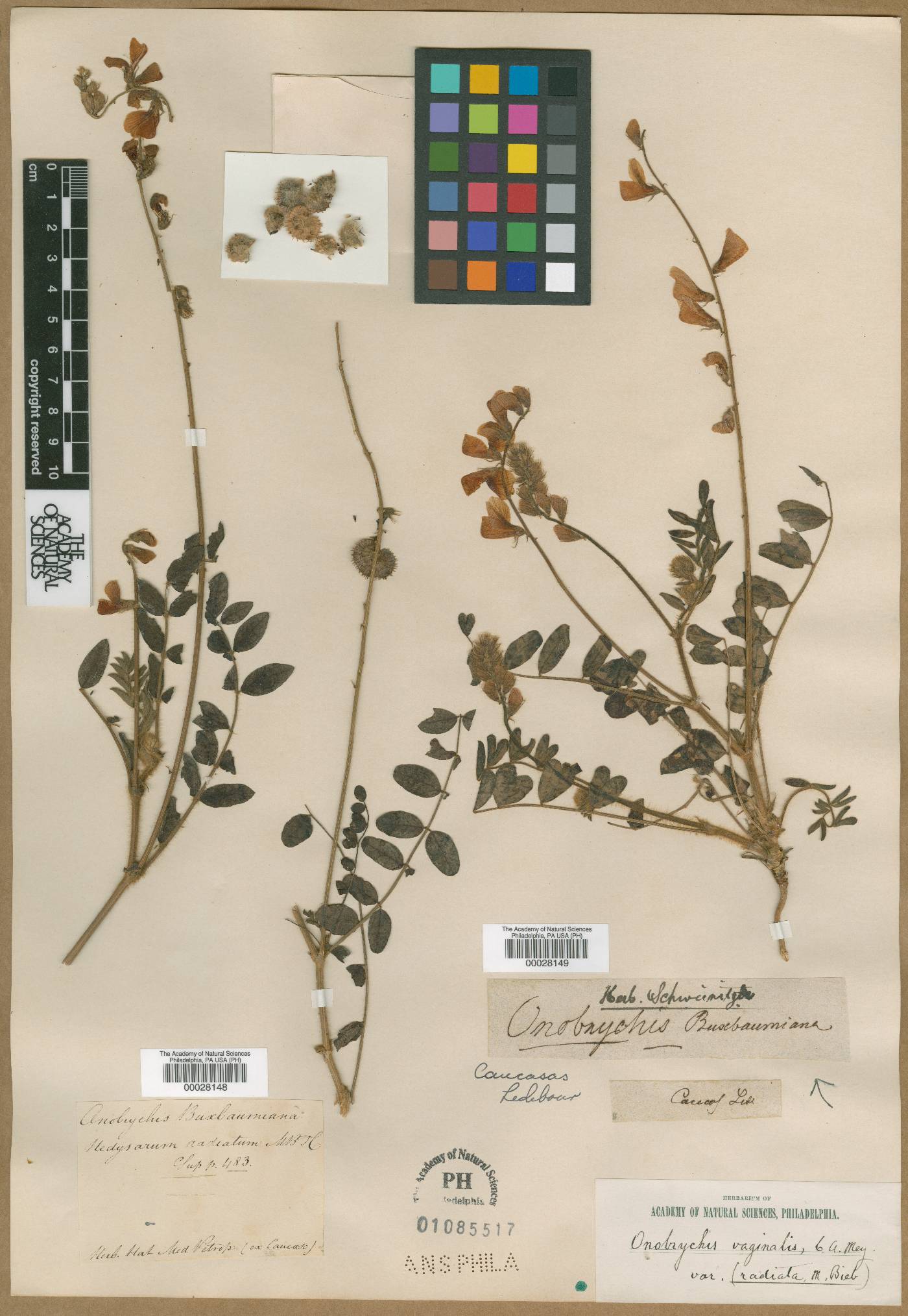 Hedysarum radiatum image