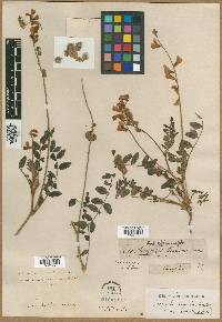 Hedysarum radiatum image