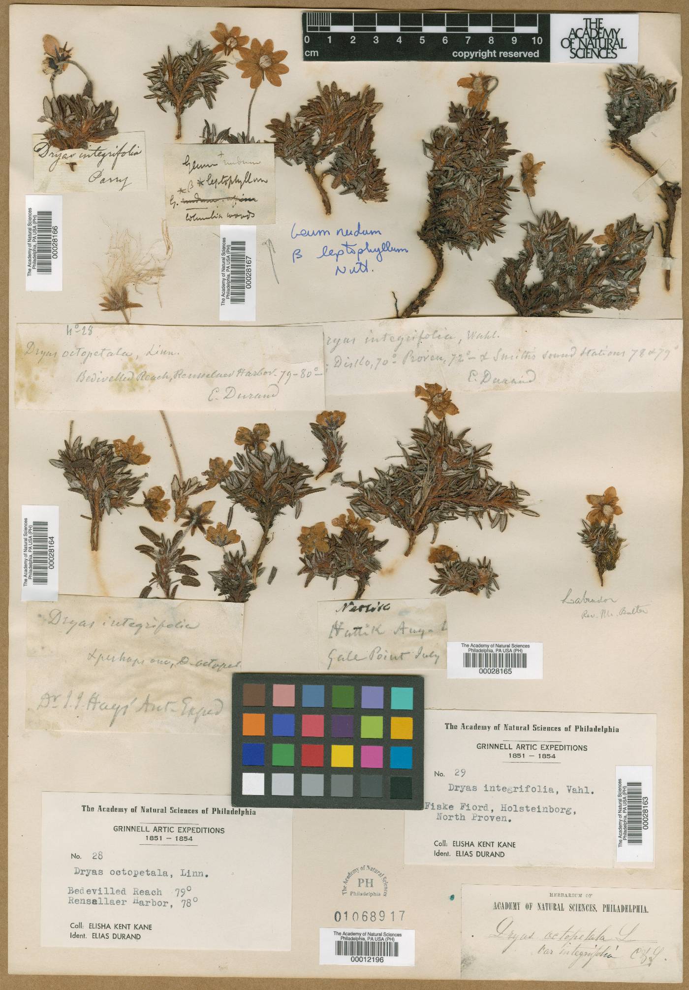 Dryas octopetala var. integrifolia image