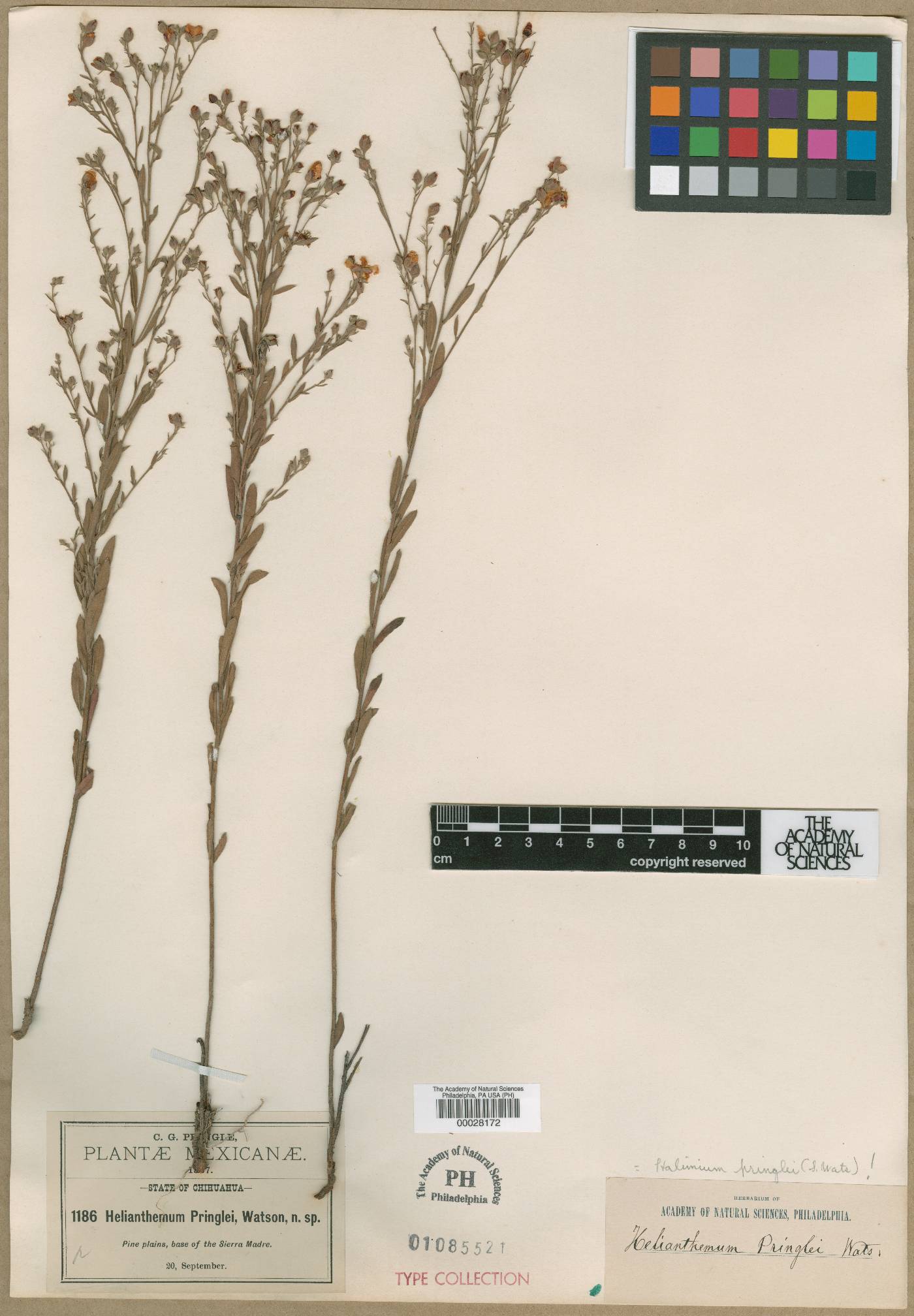 Helianthemum pringlei image