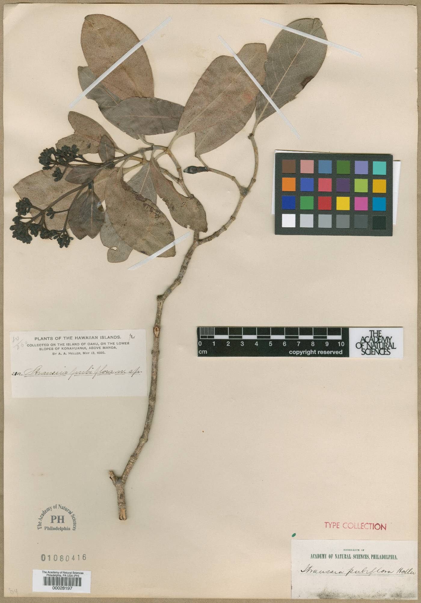 Psychotria kaduana image