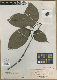 Streblosa glabrata image