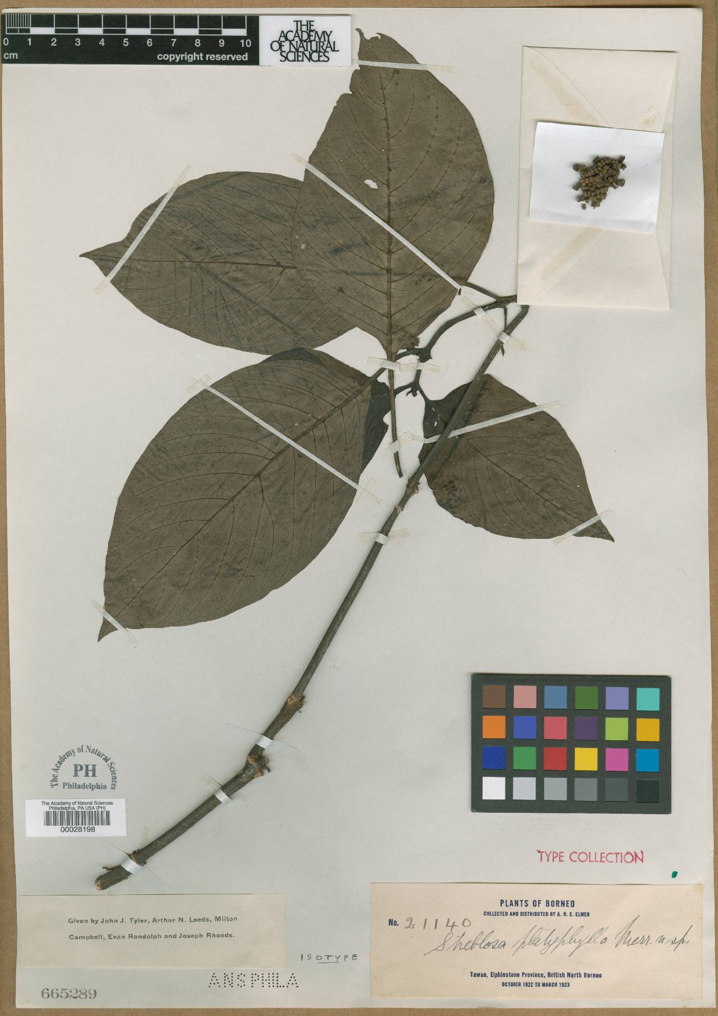 Streblosa glabrata image