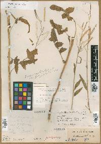 Image of Streptanthus brazoensis