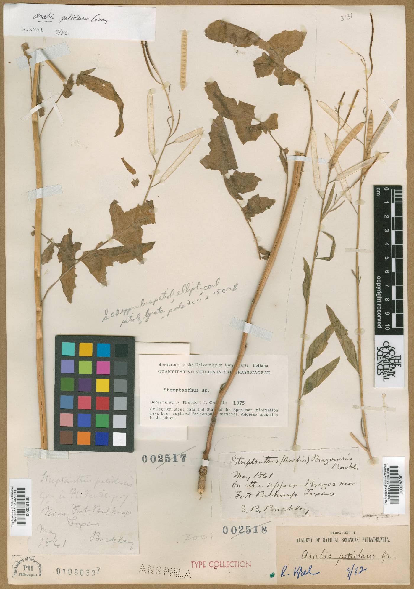 Streptanthus brazoensis image