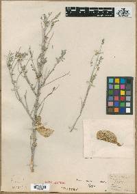Image of Astragalus potosinus