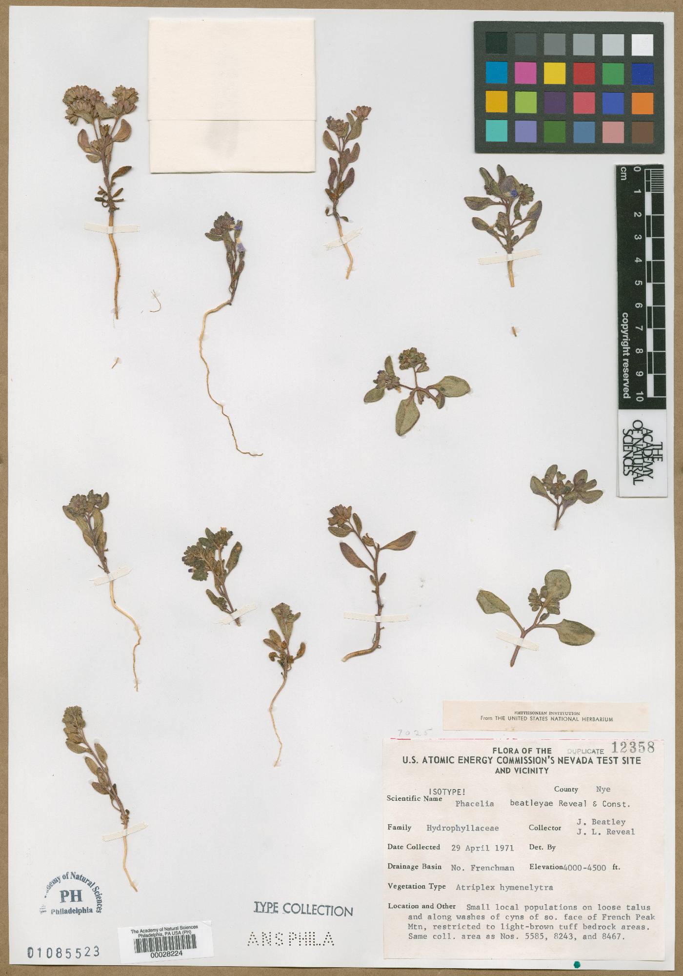 Phacelia beatleyae image