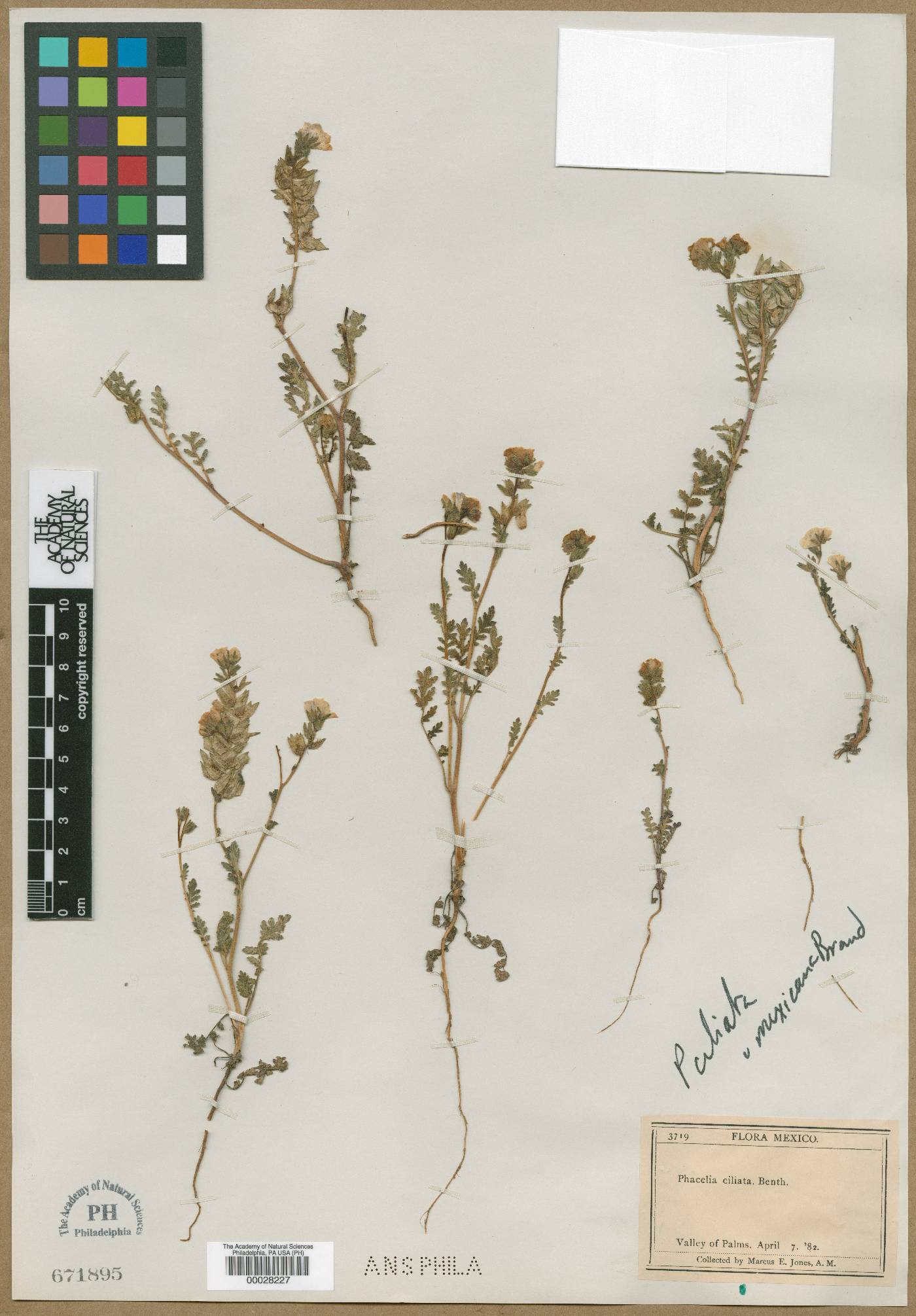 Phacelia ciliata var. mexicana image