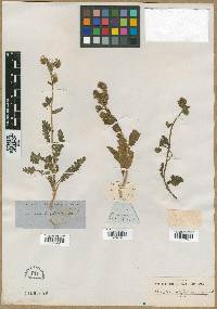 Phacelia integrifolia image