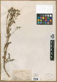Phacelia orcuttiana image