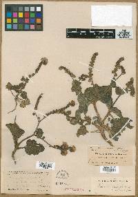 Phacelia pachyphylla image