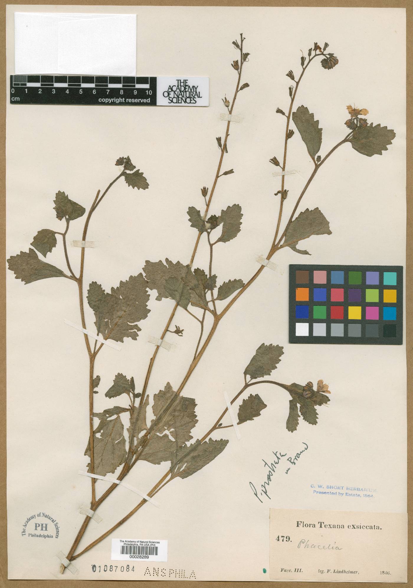 Phacelia laxa image