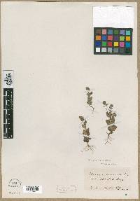 Phacelia verna image