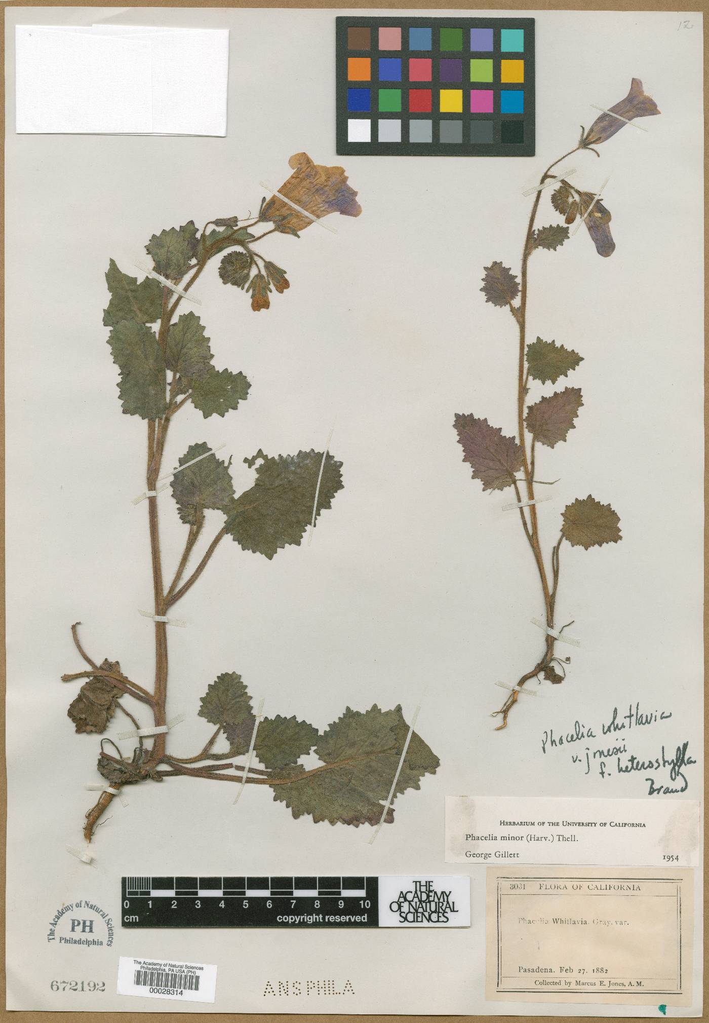 Hydrophyllaceae image