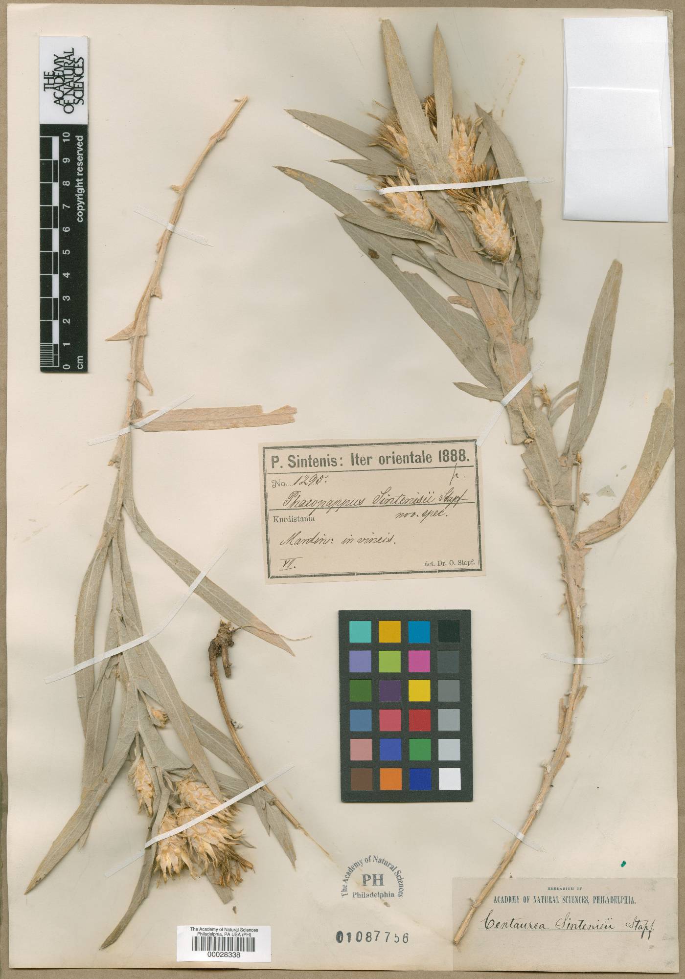 Centaurea stapfiana image